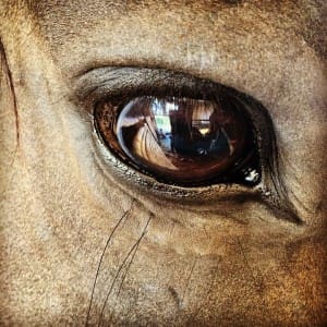 vision d'ensemble